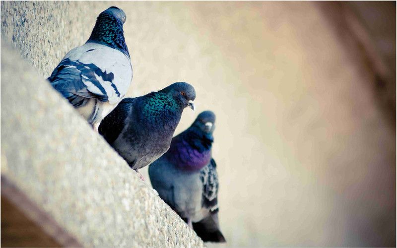 Pigeon Bird Wall Poster For Room With Gloss Lamination D13 Paper Print  (12 inch X 18 inch)