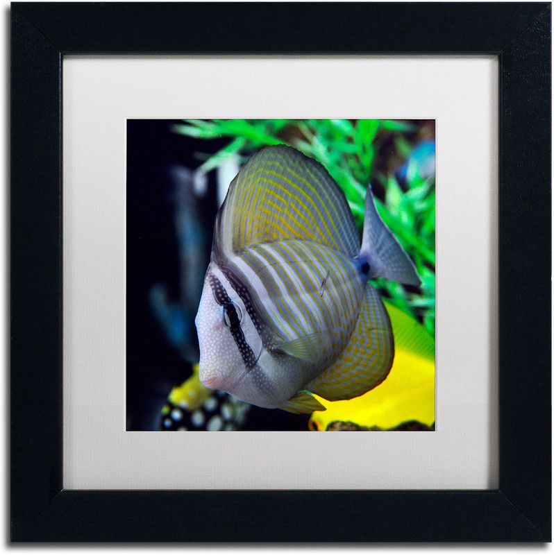 Trademark Art "Tropical Fish 2" Canvas Art by Kurt Shaffer White Matte Black Canvas 11 inch x 11 inch Painting  (With Frame)