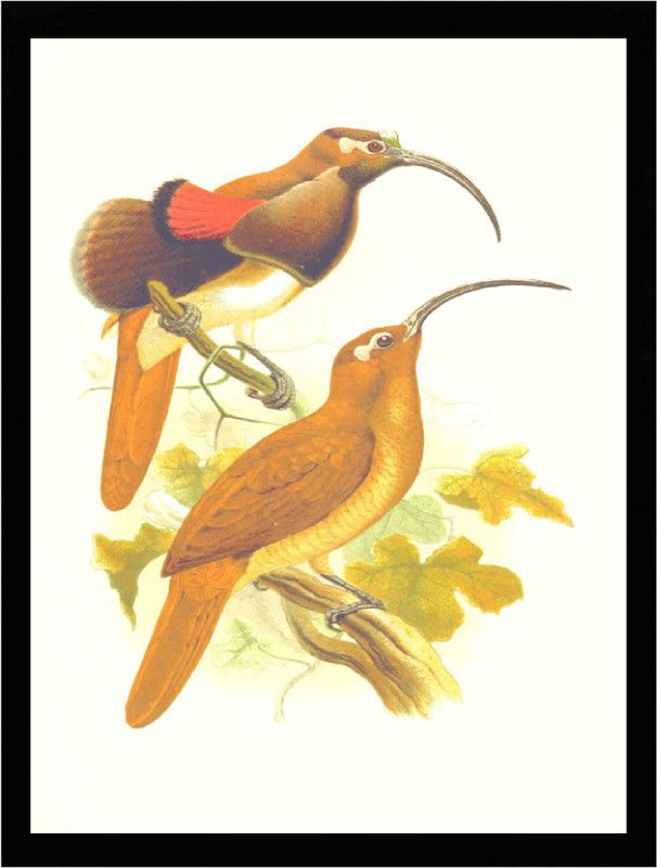 Mmory Vintage Bird Art Painting Digital Reprint 12 inch x 9 inch Painting  (With Frame)