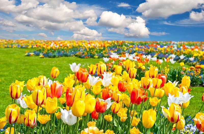 Natural Scene of yellow flowers Vinyl Poster Paper Print  (18 inch X 24 inch, Rolled)