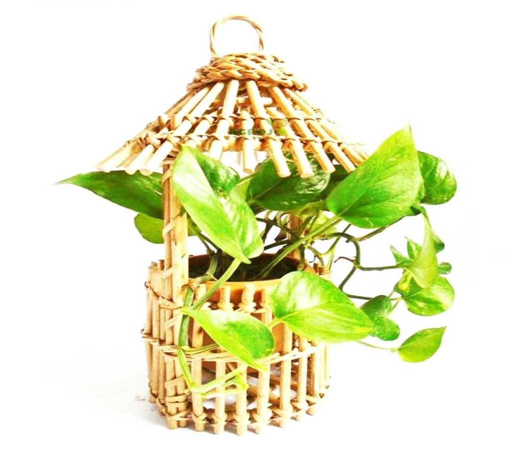 Cane House