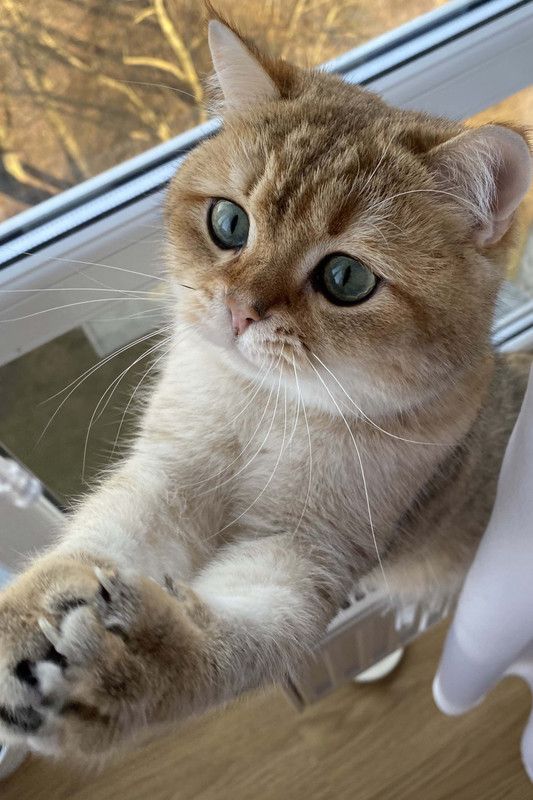 Cat Poster, 30.48 cm Cats Sticker Poster, Animals poster, (18 inch X 12 inch) CAT699 Non-Reusable Sticker  (Pack of 1)