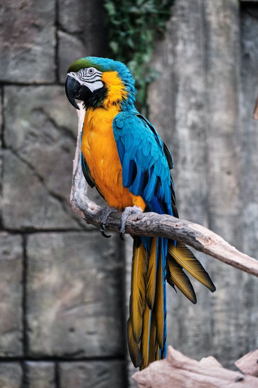 PRINTHUBS 30.48 cm Beautiful Birds Poster For Livingroom Home Office Wall Décor(Size 12x18 Inch)S47 Self Adhesive Sticker  (Pack of 1)