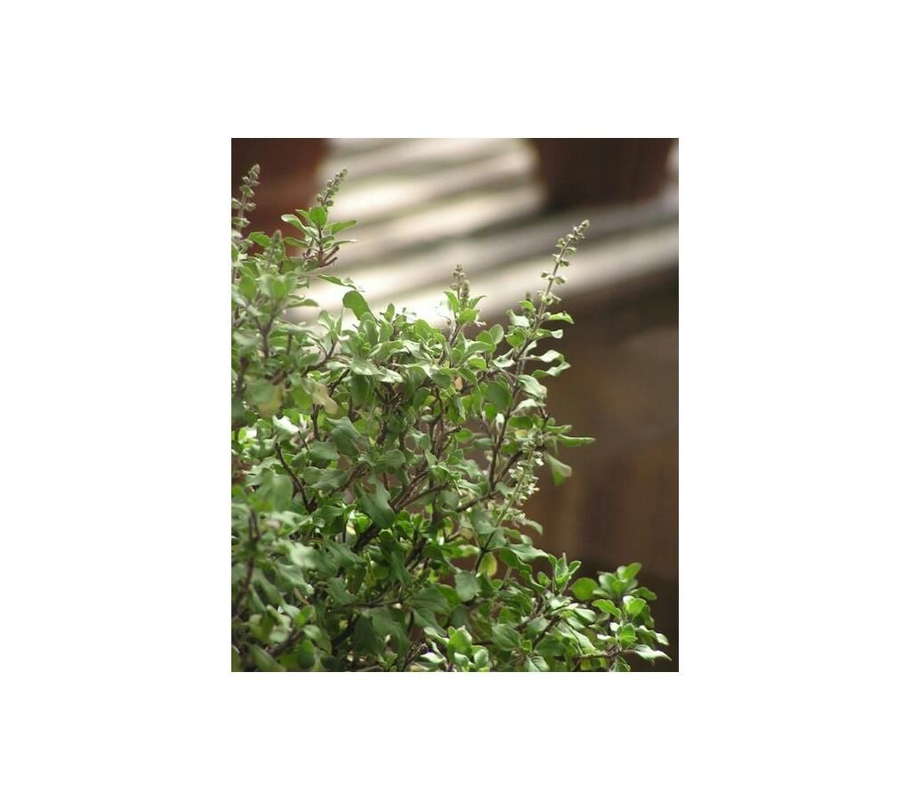 tulsi tree