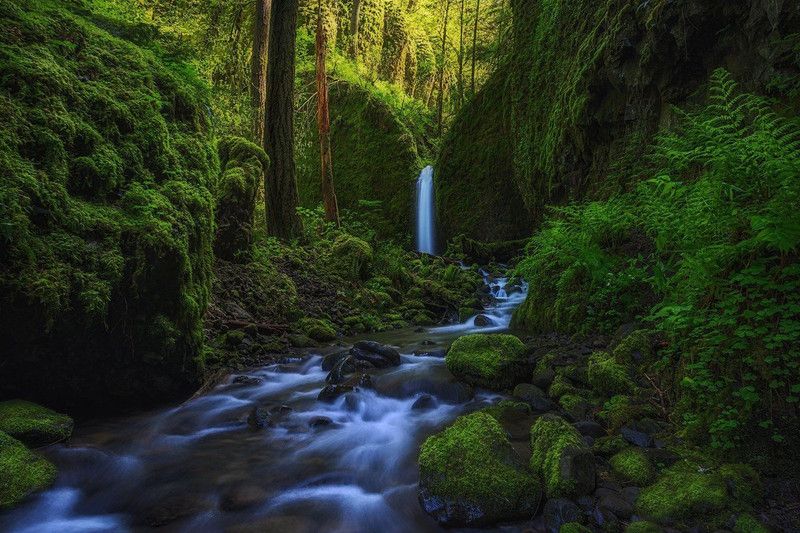 Mossy forest Multi Color Photo Paper Print Poster Photographic Paper  (12 inch X 18 inch, Rolled)