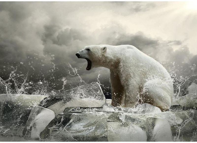 Artzfolio 85.344 cm White Polar Bear Hunter On The Ice In Water Drops D2 Peel & Stick Vinyl Wall Sticker 33.6inch x 24inch (85.3cms x 61cms) Self Adhesive Sticker  (Pack of 1)