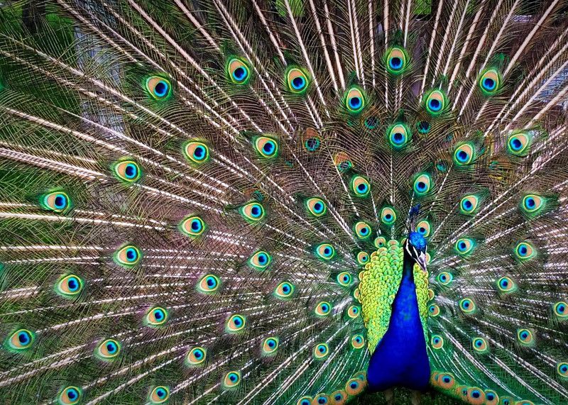 Online Collection 30.48 cm Peacock Sticker, Bird Poster, Animals , (18 inch X 12 inch) pea1082 Non-Reusable Sticker  (Pack of 1)