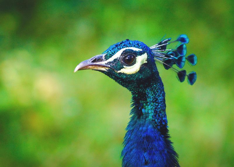 Online Collection 30.48 cm Peacock Sticker, Bird Poster, Animals , (18 inch X 12 inch) pea1092 Non-Reusable Sticker  (Pack of 1)
