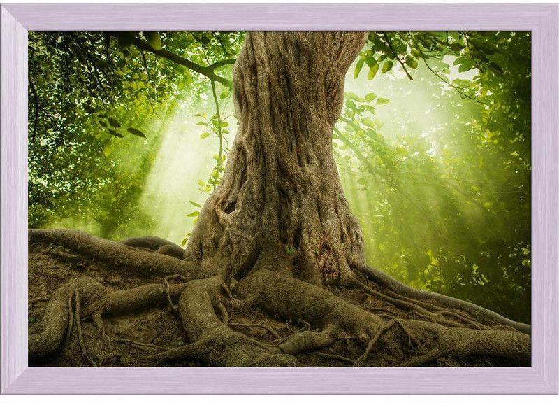 Big Tree Roots & Sunshine In A Green Forest Painting White Frame 23.5x16inch Canvas 16 inch x 23.5 inch Painting