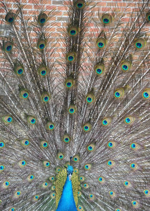 Online Collection 30.48 cm Peacock Sticker, Bird Poster, Animals , (18 inch X 12 inch) pea875 Non-Reusable Sticker  (Pack of 1)
