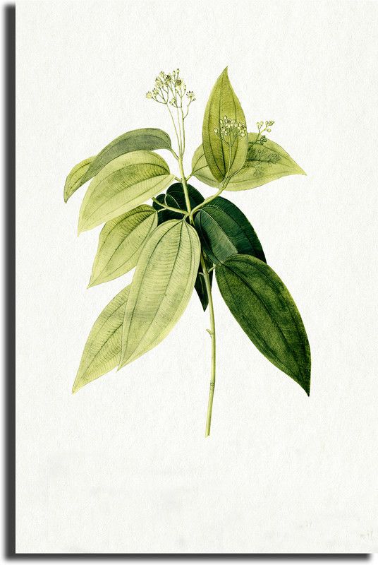 Sikhash Nature Unframed Canvas Painting Wall Décor Home Decoration Gift item - m49 Digital Reprint 15 inch x 23 inch Painting  (Without Frame)