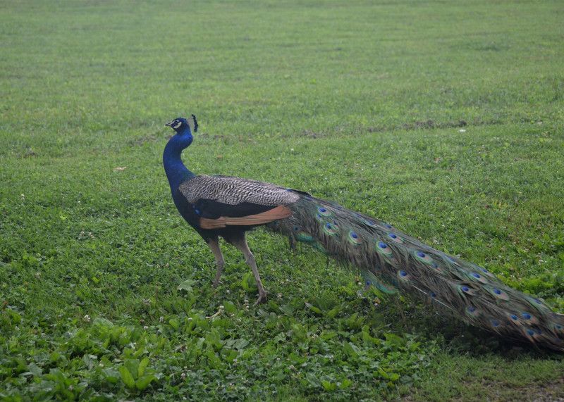 Online Collection 30.48 cm Peacock Sticker, Bird Poster, Animals , (18 inch X 12 inch) pea934 Non-Reusable Sticker  (Pack of 1)