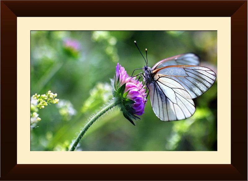 WALLMANTRA Butterfly Wall Hanging Canvas 16 inch x 21 inch Painting  (With Frame)