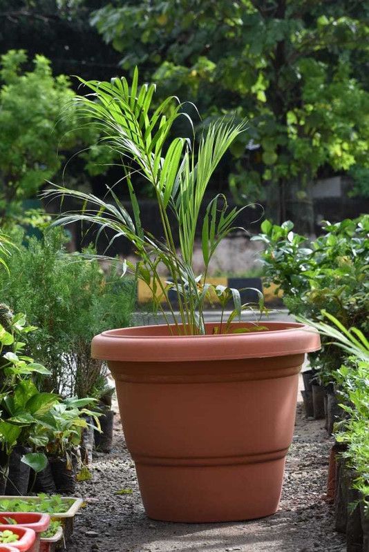 utkal enterprises HEAVY DUTY INDOOR & OUTDOOR FLOWER VEGETABLES POT Plastic Flower Basket  (W: 10 cm x H: 10 cm x D: 10 cm)