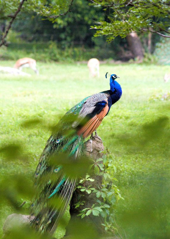 Online Collection 30.48 cm Peacock Sticker, Bird Poster, Animals , (18 inch X 12 inch) pea104 Non-Reusable Sticker  (Pack of 1)
