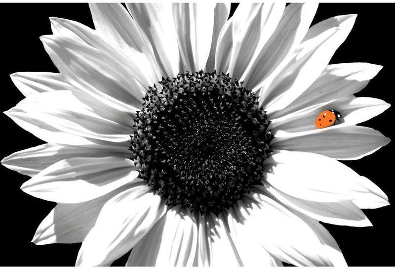 Artzfolio 91.44 cm Black & White Photo of Sunflower With Red Ladybug Peel & Stick Vinyl Wall Sticker 36inch x 24inch (91.4cms x 61cms) Self Adhesive Sticker  (Pack of 1)