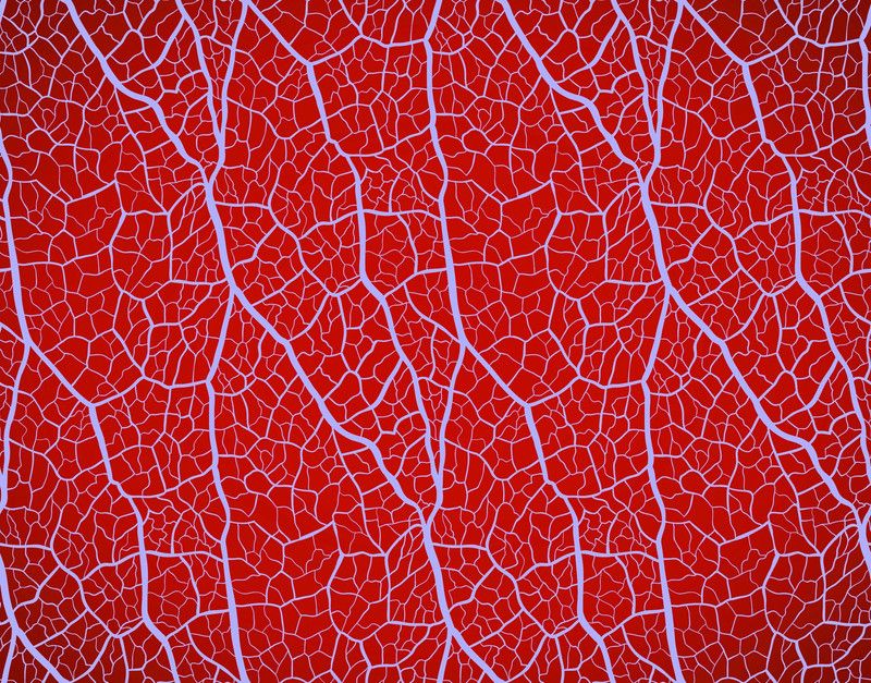 DWELLSINDIA Decorative Red Wallpaper  (244 cm x 41 cm)