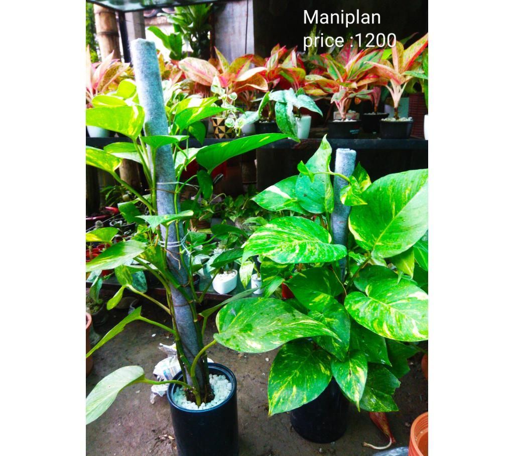Maniplan