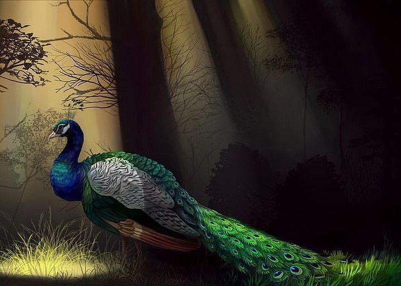 Online Collection 30.48 cm Peacock Sticker, Bird Poster, Animals , (18 inch X 12 inch) pea927 Non-Reusable Sticker  (Pack of 1)