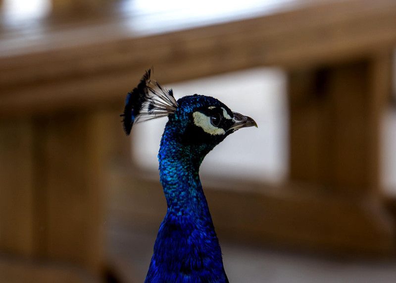 Online Collection 30.48 cm Peacock Sticker, Bird Poster, Animals , (18 inch X 12 inch) pea673 Non-Reusable Sticker  (Pack of 1)