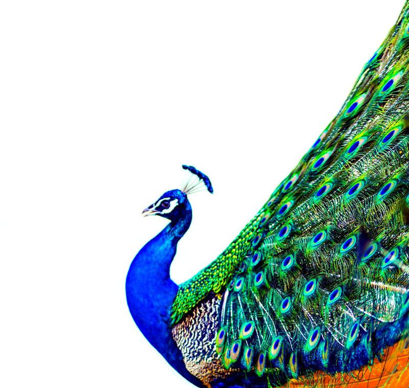 Online Collection 30.48 cm Peacock Sticker, Bird Poster, Animals , (18 inch X 12 inch) pea440 Non-Reusable Sticker  (Pack of 1)
