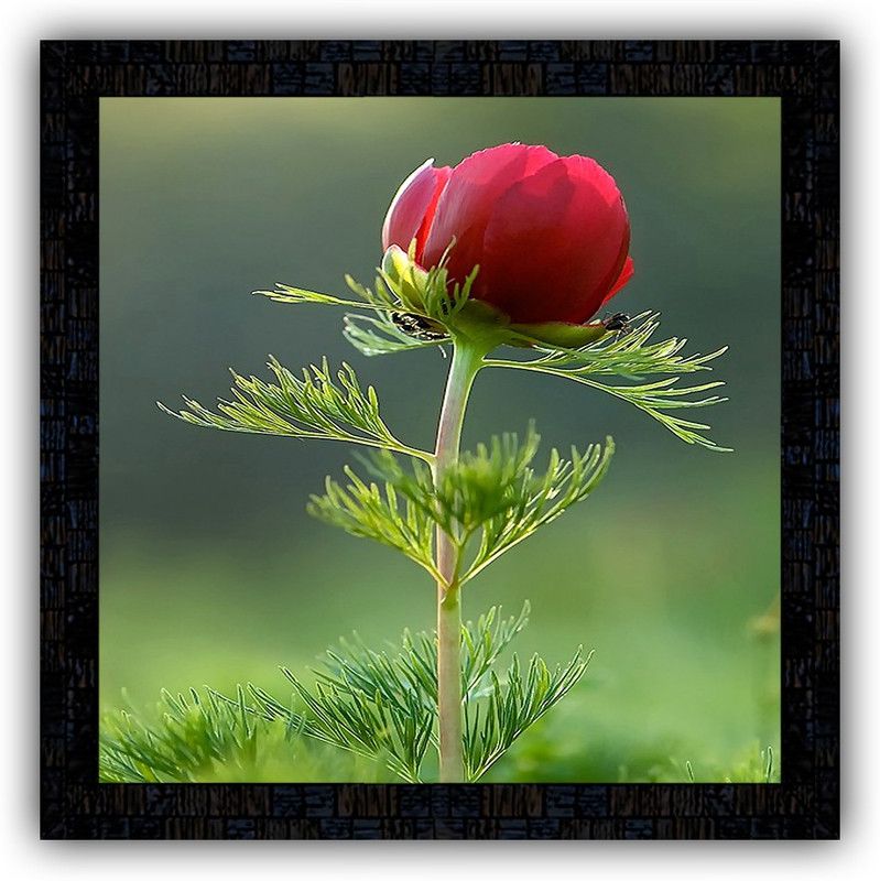 Poster N Frames framed poster of Flower floral-25394 Digital Reprint 14 inch x 14 inch Painting  (With Frame)