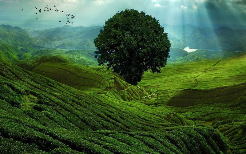 Poster Nature Landscape Tree Mountain Green sl12159 (Wall Poster, 13x19 Inches, Multicolor) Fine Art Print  (19.1 inch X 13.1 inch, Rolled)