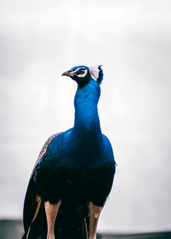 Online Collection 30.48 cm Peacock Sticker, Bird Poster, Animals , (18 inch X 12 inch) pea23 Non-Reusable Sticker  (Pack of 1)