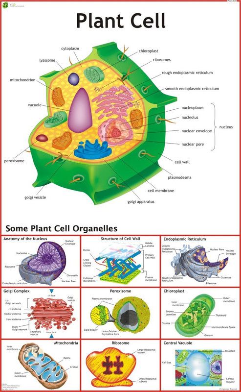 Plant Cell Chart Paper Print  (36 inch X 23 inch)