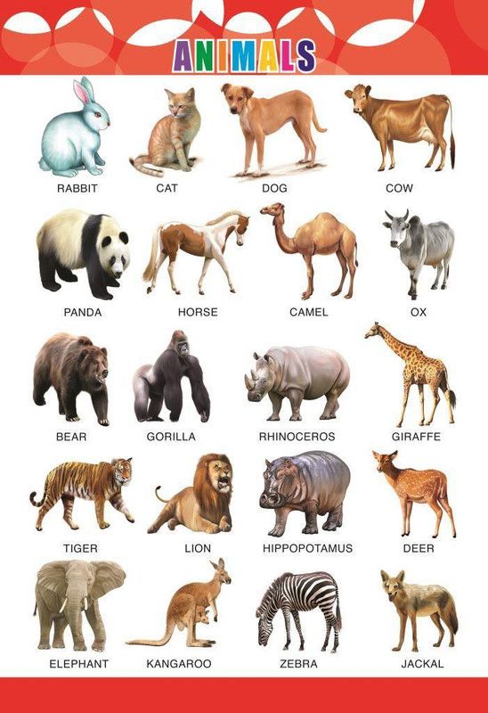 Animal wall Charts - Extremely usefull for growing kids | Laminated Chart |Paper Size (23*19Inch) | Paper Print (Rolled with Safety Tube). Paper Print  (19 inch X 13 inch)