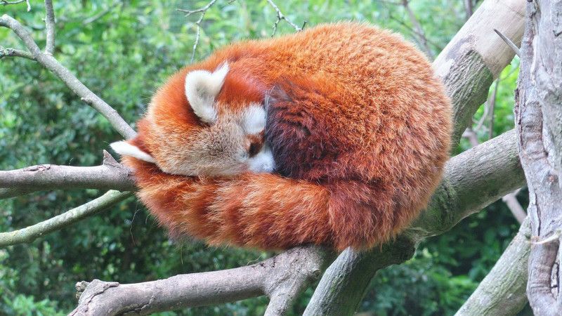 Red Panda Poster Multi Color Photo Paper Print Poster Photographic Paper  (18 inch X 12 inch, Rolled)