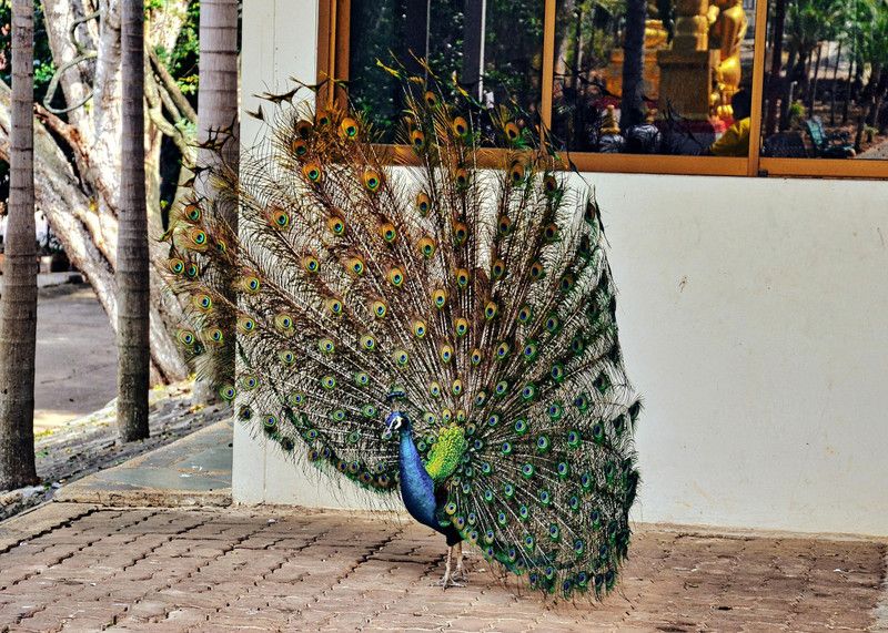 Online Collection 30.48 cm Peacock Sticker, Bird Poster, Animals , (18 inch X 12 inch) pea948 Non-Reusable Sticker  (Pack of 1)