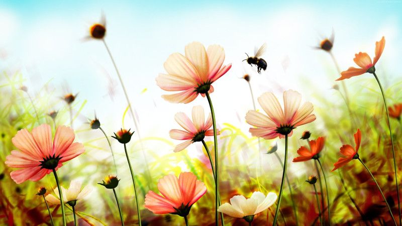 HD Wallpaper of Nature And flowers Wallpaper Wall Decor Poster Home Decor Pictures 3D Poster  (18 inch X 12 inch)