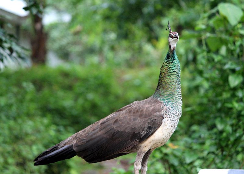 Online Collection 30.48 cm Peacock Sticker, Bird Poster, Animals , (18 inch X 12 inch) pea931 Non-Reusable Sticker  (Pack of 1)