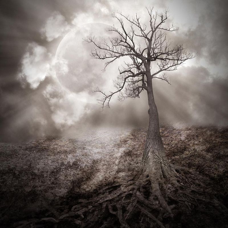 Old Dark Roots Canvas Painting on Engineered Wood Frame 18 x 18 inch Digital Reprint 18 inch x 18 inch Painting