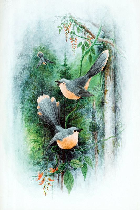 PRINTHUBS 30.48 cm Beautiful Birds Poster For Livingroom Home Office Wall Décor(Size 12x18 Inch)S13 Self Adhesive Sticker  (Pack of 1)