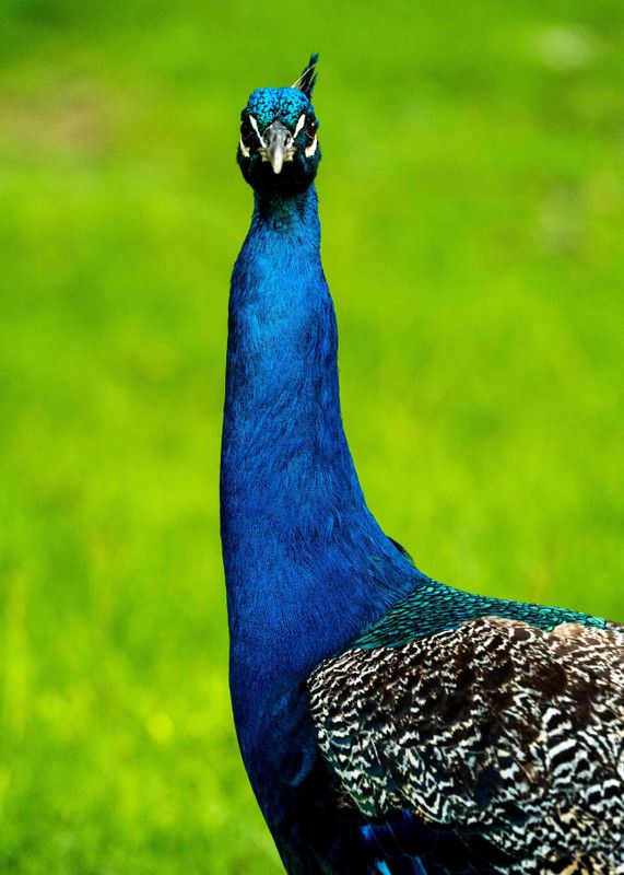 Online Collection 30.48 cm Peacock Sticker, Bird Poster, Animals , (18 inch X 12 inch) pea651 Non-Reusable Sticker  (Pack of 1)