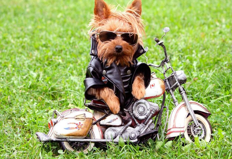Poster Dog Biker Jackets Leather Jackets Grass Yorkshire Terrier Poster Large Poster sl1597 (36x24 Inches, Matte Paper, Multicolor) Fine Art Print  (24 inch X 36 inch, Rolled)