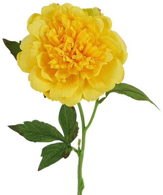 Daissy Raise Yellow Peony Artificial Flower  (12 inch, Pack of 1, Flower Bunch)