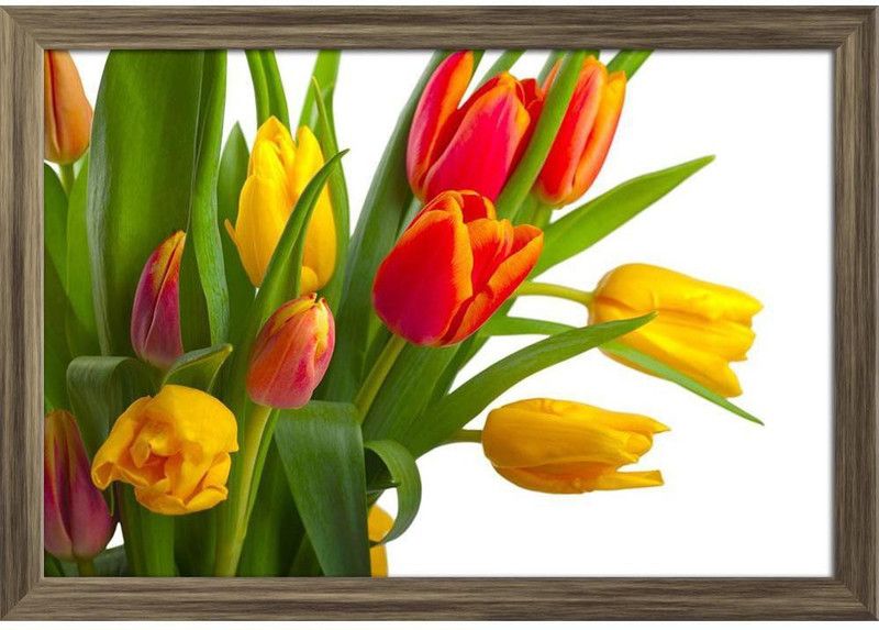 Red & Yellow Tulips Paper Poster Antique Golden Frame | Top Acrylic Glass 19inch x 13inch (48.3cms x 33cms) Paper Print  (13 inch X 19 inch, Framed)