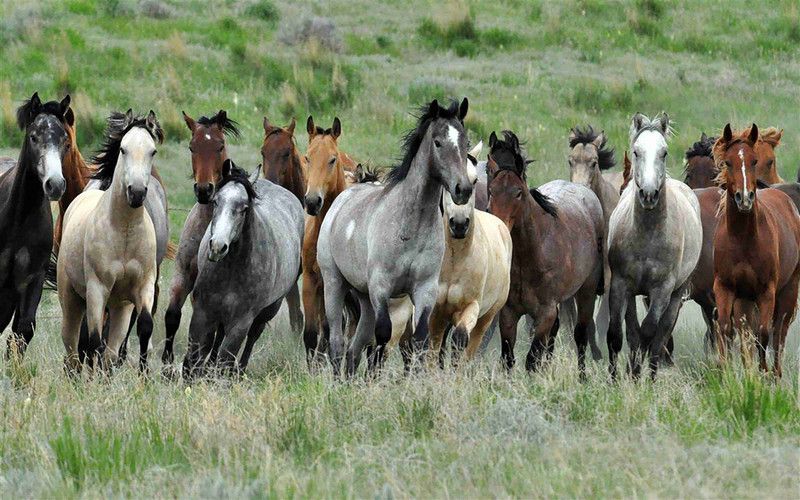 Vastu Horse Poster For Room With Gloss Lamination M7 Paper Print  (12 inch X 18 inch)