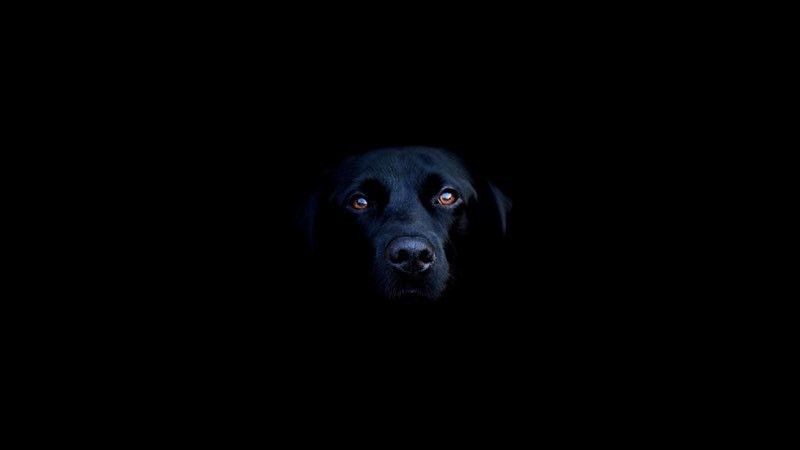 Cute Dogs Puppies Matte Finish Poster Photographic Paper  (12 inch X 18 inch)