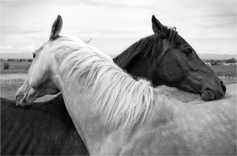 Black & White Horse Wall Poster Paper Print  (18 inch X 12 inch)