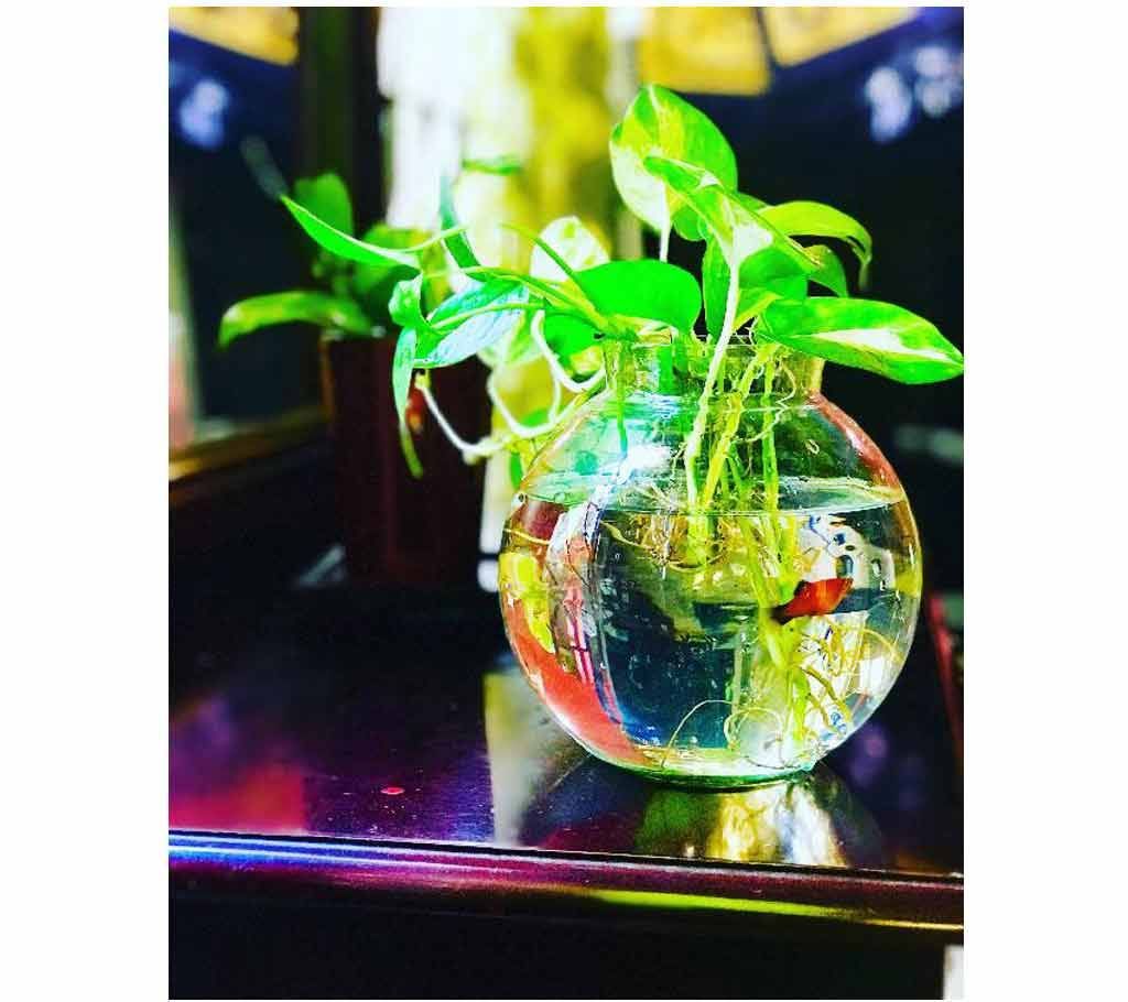 Water aquarium with money plant