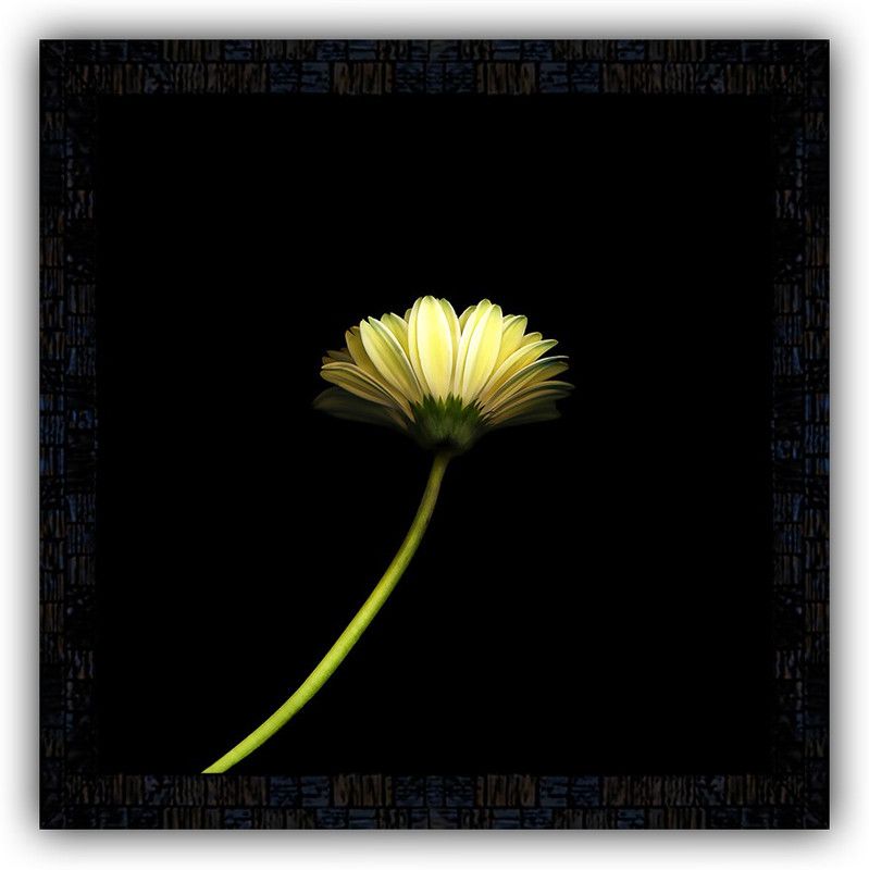 Poster N Frames framed poster of Flower floral-25426 Digital Reprint 14 inch x 14 inch Painting  (With Frame)