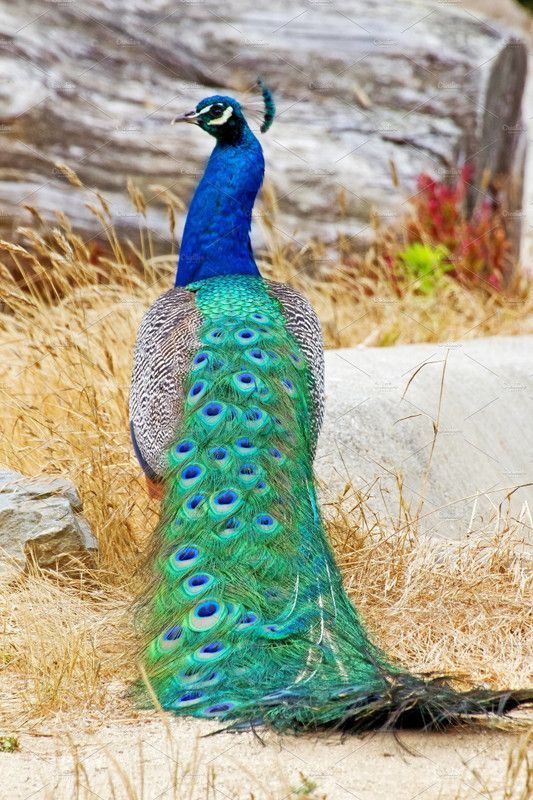 Online Collection 30.48 cm Peacock Sticker, Bird Poster, Animals , (18 inch X 12 inch) pea202 Non-Reusable Sticker  (Pack of 1)
