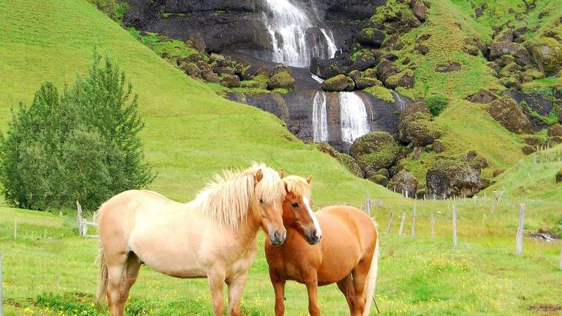 MNTC Beautiful Horses Poster (Paper Print, 12x18 inch) Paper Print  (12 inch X 18 inch, Rolled)