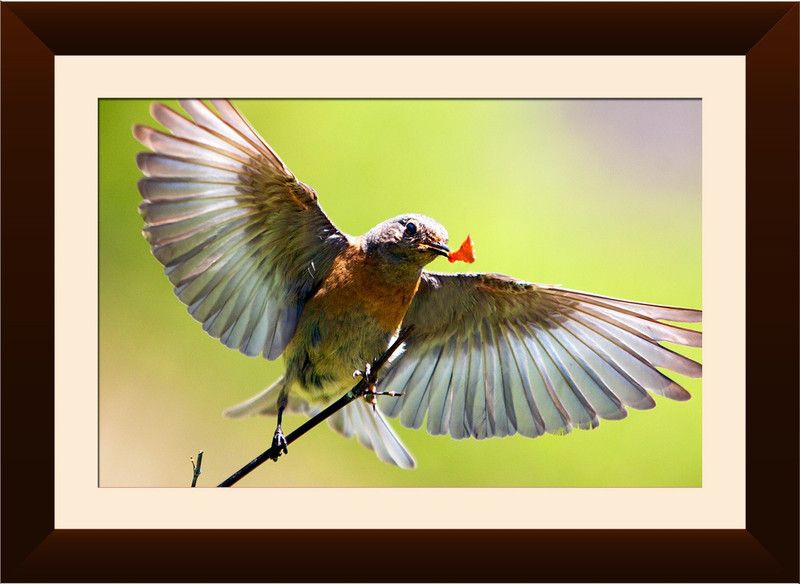WALLMANTRA Bird Natural Print Canvas 12 inch x 15 inch Painting  (With Frame)