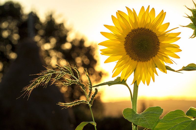PRINTHUBS 60.96 cm Natural Beautiful Sunflower Poster for Room Home Decor (Size 24x18 Inch)S48 Self Adhesive Sticker  (Pack of 1)