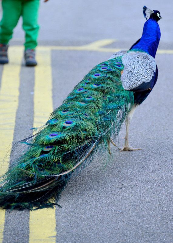 Online Collection 30.48 cm Peacock Sticker, Bird Poster, Animals , (18 inch X 12 inch) pea695 Non-Reusable Sticker  (Pack of 1)